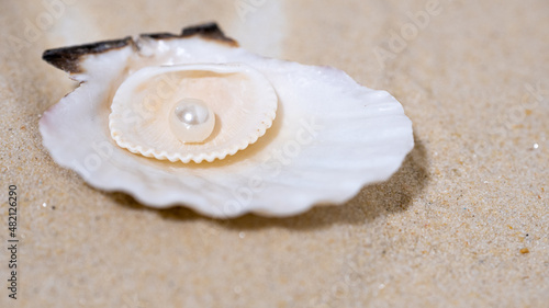 shells on the sand with a pearl