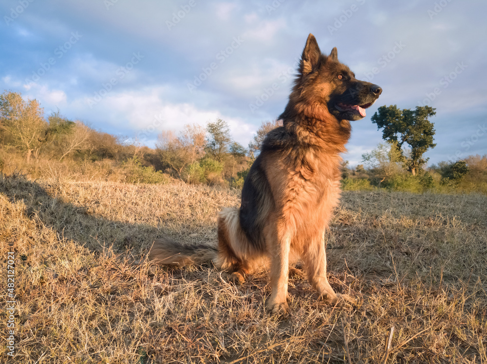 German shepherd dog sitting actively on grass. Aggressive and dangerous dog. German shepherd dog sitting actively on grass. Aggressive and dangerous dog.
