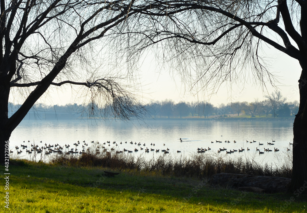 Geese colony in fog near Lincoln memorial and memorial bridge over Potomac river - Washington dc united states Geese colony in fog near Lincoln memorial and memorial bridge over Potomac river - Washington dc united states