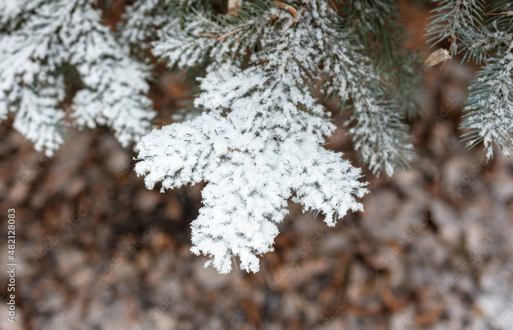 White snow on the branches of a coniferous tree White snow on the branches of a coniferous tree