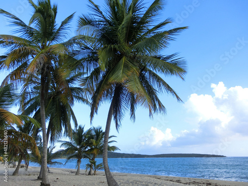 palm trees on the beach