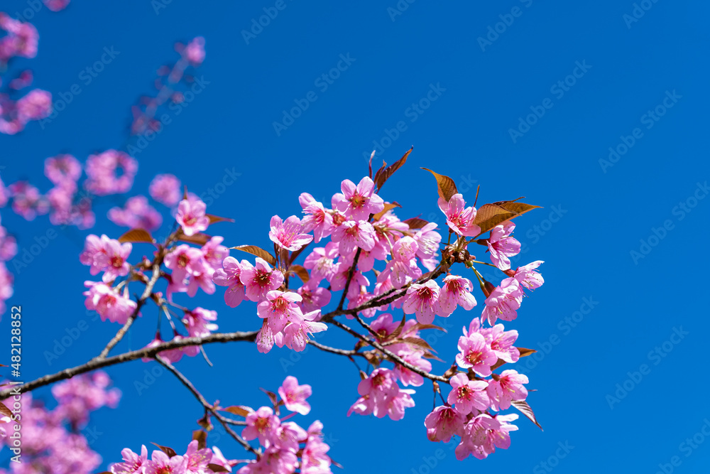 Cherry blossom in Northern Thailand, The wild Himalayan cherry Sakura