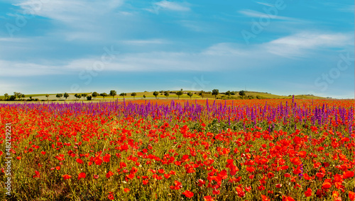 Poppy Summer countryside landscape with green wheat  poppies and delphinium flowers fields on blue clouds sky. Organic Farming seed extraction in Rhineland Palatinate  Germany. Seed collection
