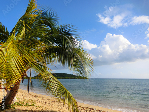 palm tree on the beach