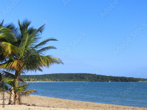 palm trees on the beach © SayakaFujii
