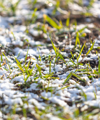 Snow on the green grass.