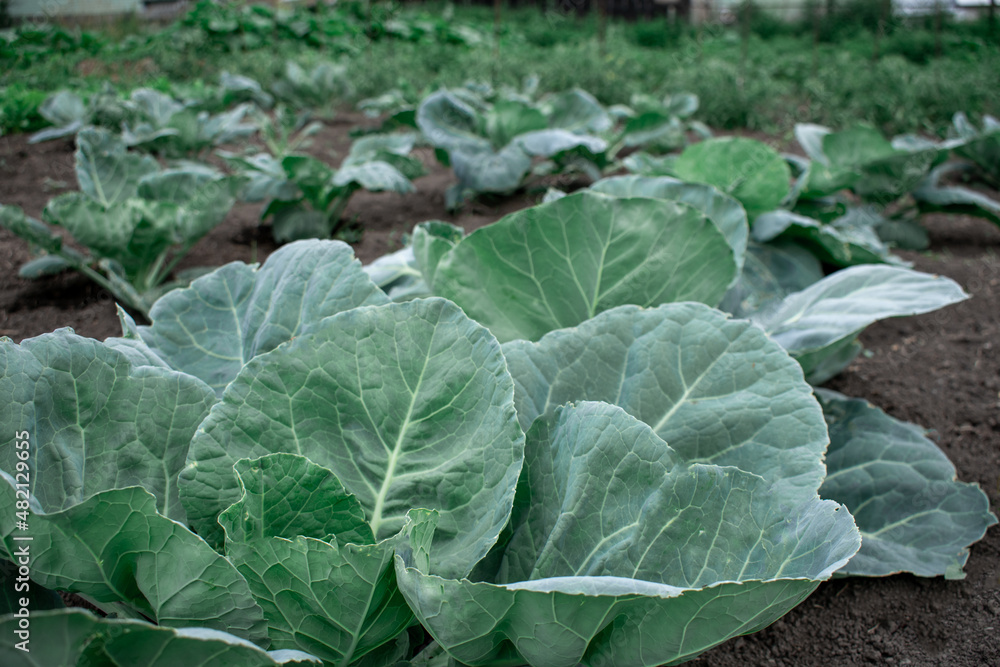 cabbage in the garden cabbage in the garden