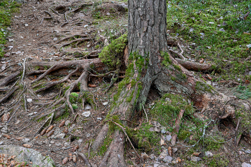 rough terrain through forest with lots of roots rough terrain through forest with lots of roots