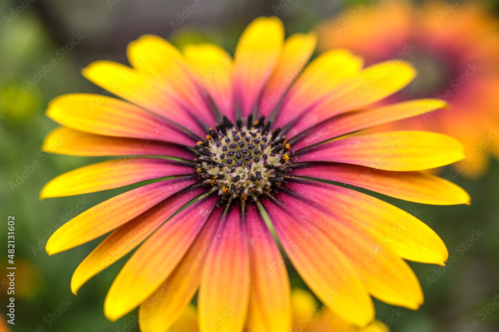 Orange and yellow Cape Marguerite daisy . oblique overhead view ; background image Orange and yellow Cape Marguerite daisy . oblique overhead view ; background image