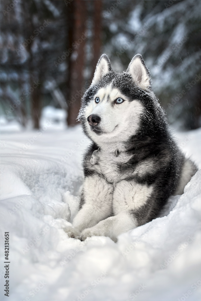 Dog of breed siberian husky in winter forest.