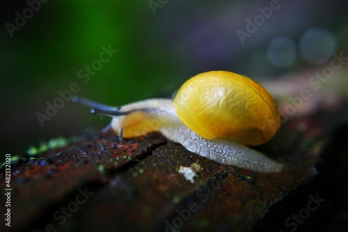 Schnecke - Snail