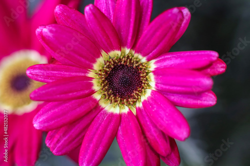 Red  pink Marguerite Daisy   frontal close up view   background image