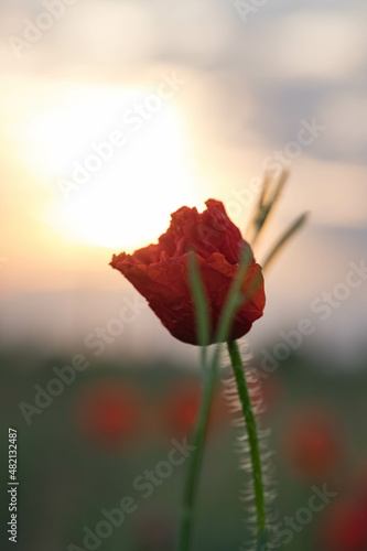 Red poppy and green blade of grass lit by the rising sun