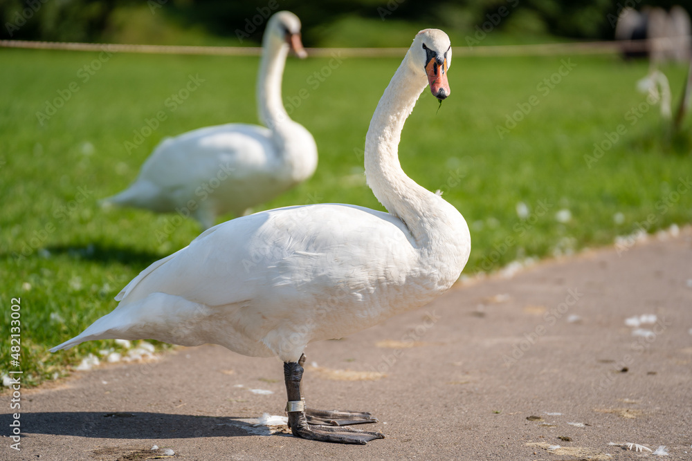 Two swans stand on the sidewalk and on the grass in the park and look at the camera Two swans stand on the sidewalk and on the grass in the park and look at the camera