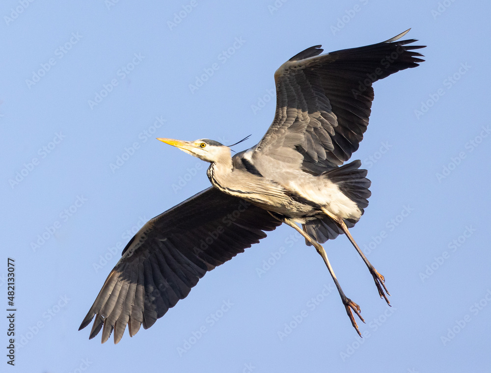 Obraz premium heron in flight