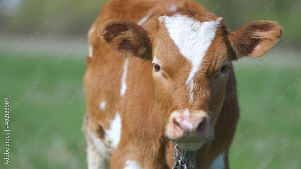 Head portrait of young calf grazing on green farm pasture on summer day. Feeding of cattle on farmland grassland Head portrait of young calf grazing on green farm pasture on summer day. Feeding of cattle on farmland grassland