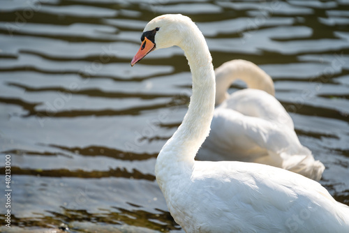 Portrait of a white swan with river water in the background