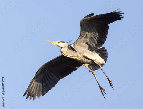 heron in flight