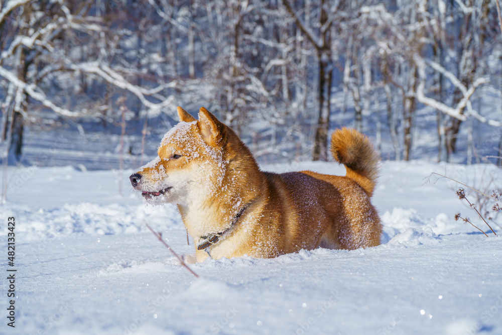 The Shiba Inu Japanese dog plays in the snow in winter.