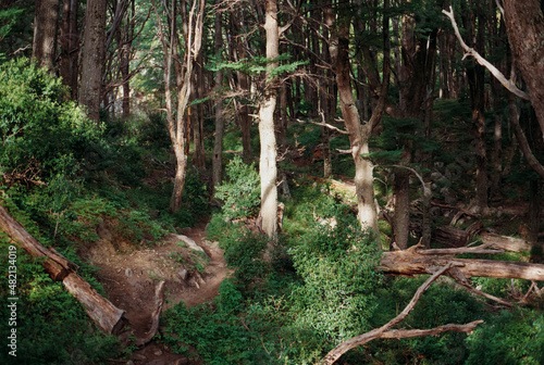 Trees in the forest