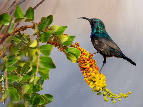 Palestine sunbird and the flower photo