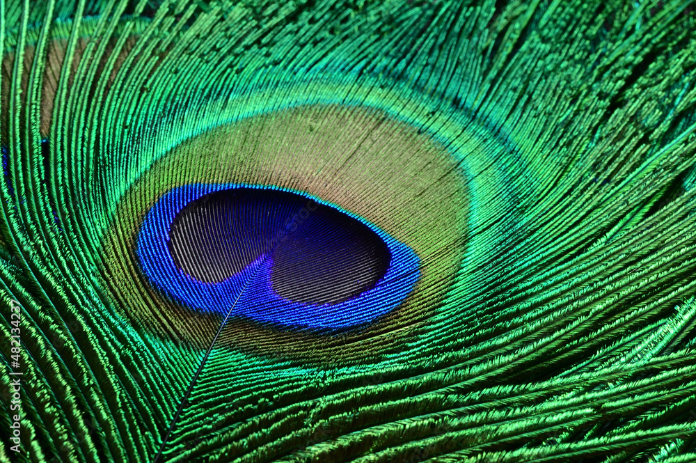 Fototapeta premium 孔雀の羽根のアップ