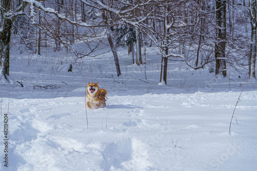 Fototapeta Naklejka Na Ścianę i Meble -  The Shiba Inu Japanese dog plays in the snow in winter.