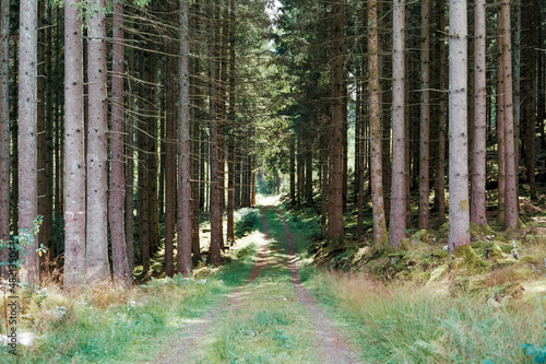 Path in the forest
