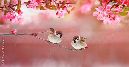 little sparrow bird chicks sit on the branch of an apple tree with pink flowe...