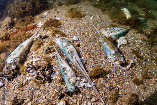 garfish season in the Baltic Sea © Mariusz