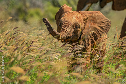 Canvas Print African Bush Elephant - Loxodonta africana, iconic member of African big five, Taita hills, Kenya