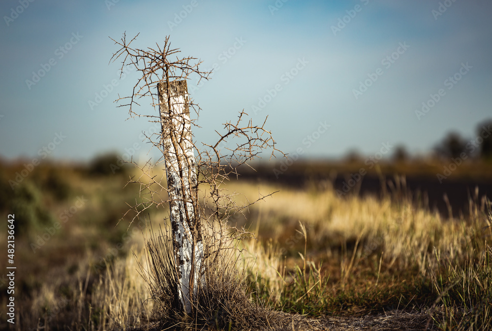 Obraz premium The remains of a thorny, long dead plant wrapped around an old, weathered, road marker post. Hay, New South Wales.