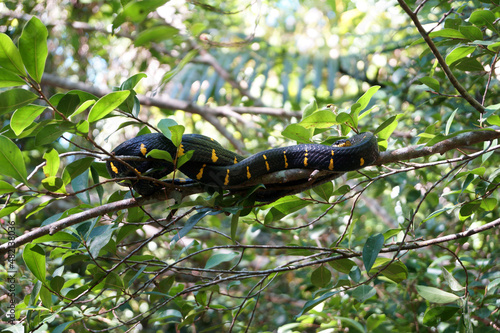 Mangrove snake, Gold-ringed cat snake in Khlong Sang Ne or Little Amazon Takua Pa in Phang Nga Thailand - short canal originated from Khao Bang Tao and ends at the Takua Pa River 