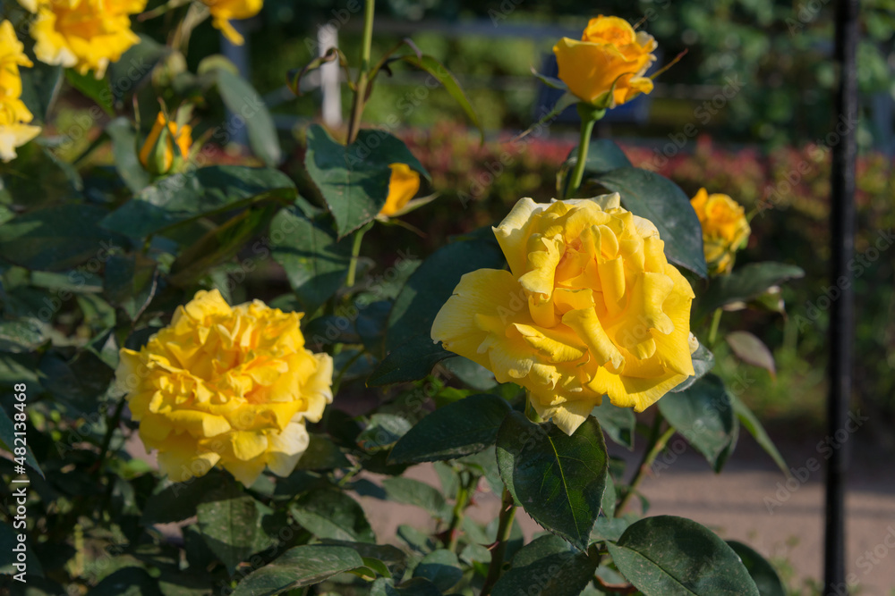 Tokyo, Japan - Rose Flower (Duftgold) at Kyu-Furukawa Gardens in Tokyo, Japan. Tokyo, Japan - Rose Flower (Duftgold) at Kyu-Furukawa Gardens in Tokyo, Japan.
