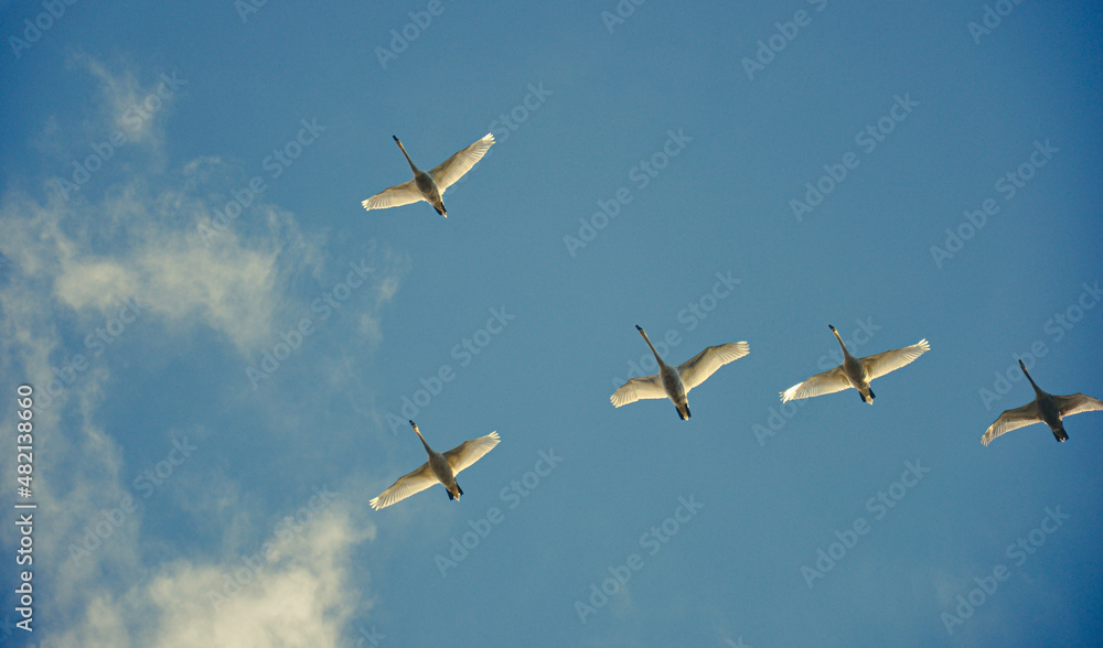 migratory birds. swan. swans caught in flight in the process of migrating to warmer places.