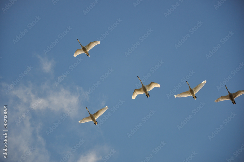 migratory birds. swan. swans caught in flight in the process of migrating to warmer places. migratory birds. swan. swans caught in flight in the process of migrating to warmer places.
