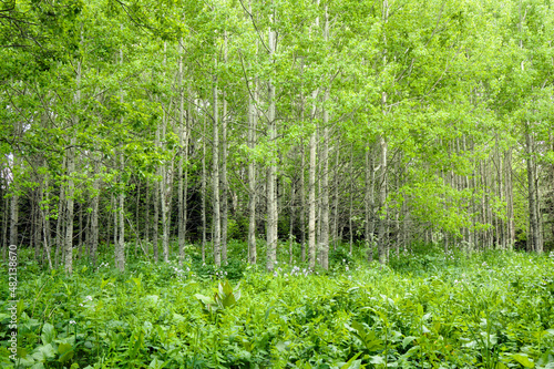 natural summer background - front view of green trees in forest on sunny day