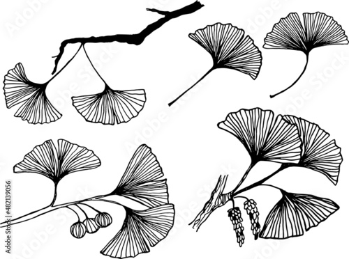 Set of ginkgo biloba ree leaves