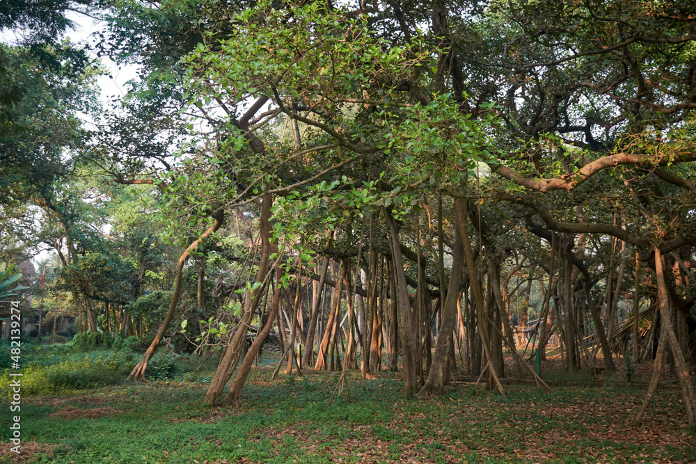 More than 250 years old banyan tree in Acharya Jagadish Chandra Bose ...