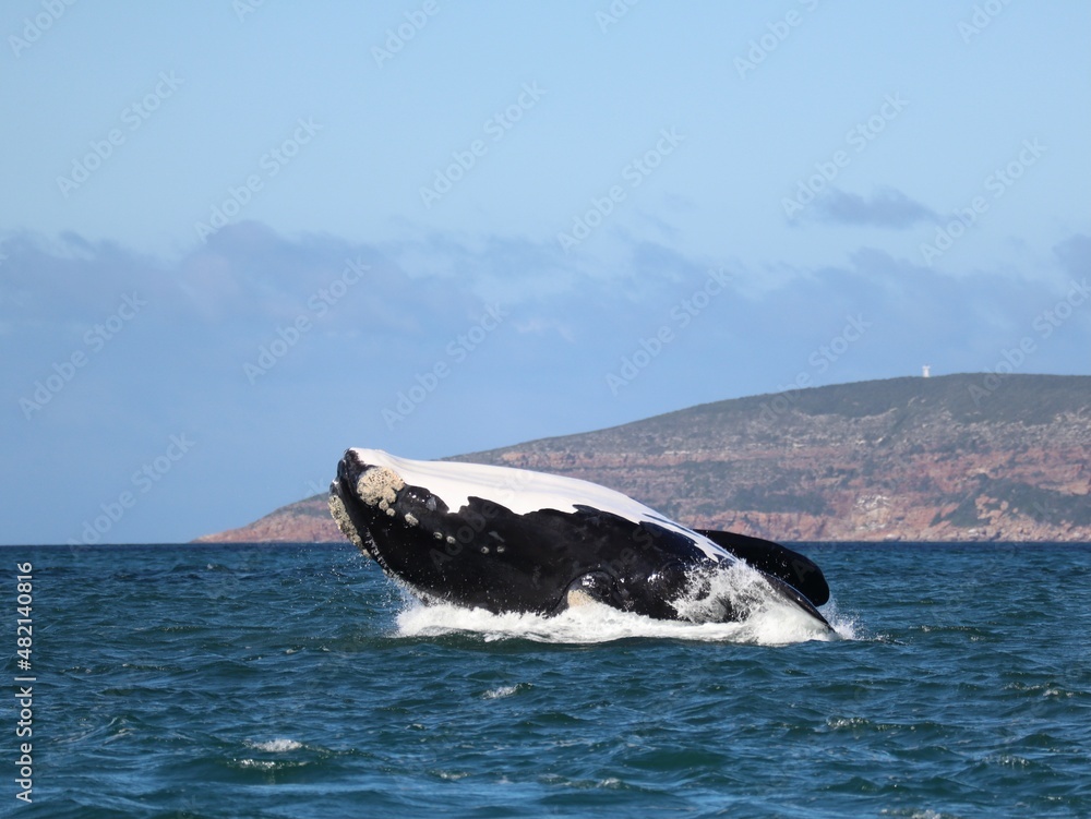Fototapeta premium A Southern Right whale breaches in the Indian Ocean just outside the Robberg Peninsula Marine Protected Area, South Africa.