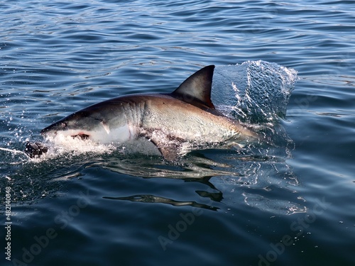Great White Shark breaches out the water 
