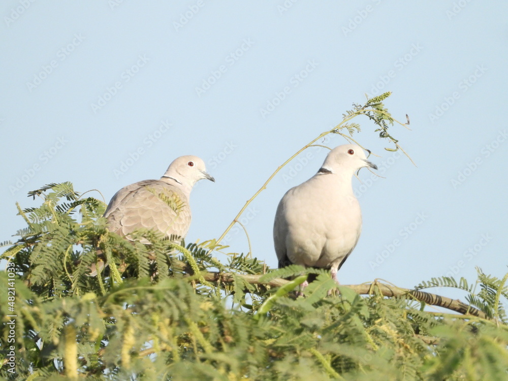 Obraz premium Eurasian collared dove - two doves