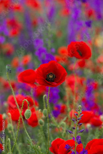 Wild poppies (Papaver rhoeas) and Forking larkspur (Consolida regalis) blooming in fthe field in sunny day - selective focus