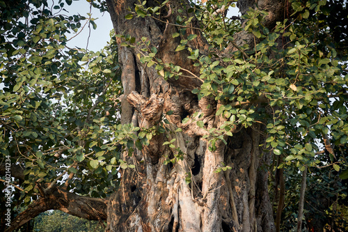 An old banyan tree with large, leathery green leaves and huge woody trunk. Banyan (banyan fig or Ficus Benghalensis) is a tropical tree native to Indian subcontinent. Photo taken in Simultala, Bihar. photo