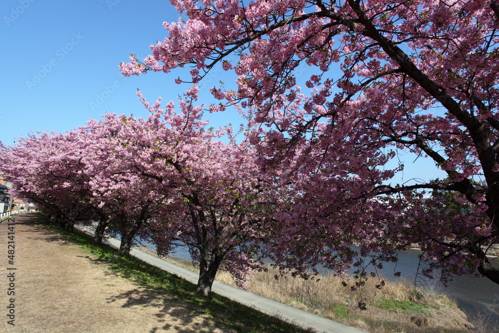 河津桜の並木