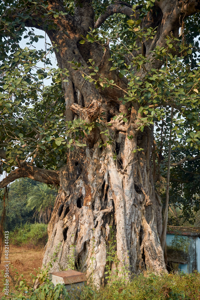 An old banyan tree with large, leathery green leaves and huge woody trunk. Banyan (banyan fig or Ficus Benghalensis) is a tropical tree native to Indian subcontinent. Photo taken in Simultala, Bihar.