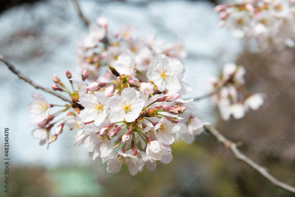Cherry blossoms at Ueno Toshogu Shrine in Ueno Park, Tokyo, Japan. A shrine dedicated to Tokugawa Ieyasu (1543-1616) built in 1627. Cherry blossoms at Ueno Toshogu Shrine in Ueno Park, Tokyo, Japan. A shrine dedicated to Tokugawa Ieyasu (1543-1616) built in 1627.