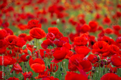 Fototapeta Naklejka Na Ścianę i Meble -  Flowers Red poppies blossom on wild field. Beautiful field red poppies with selective focus. soft light. Natural drugs. Glade of red poppies. Lonely poppy. Soft focus blur