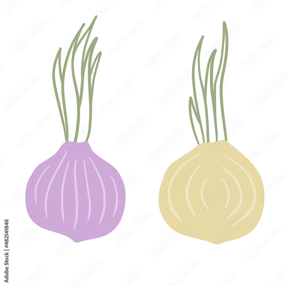 Onion in doodle style. Vegetable food and harvest. Simple drawing. Spicy Leek bulb. Flat cartoon isolated on white
