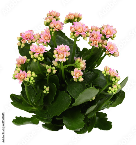 Shrub of pink kalanchoe flowers and green leaves isolated photo